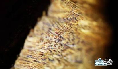 外交部藍(lán)廳里的“海南網(wǎng)紅” 沉香，一片萬錢冠絕天下